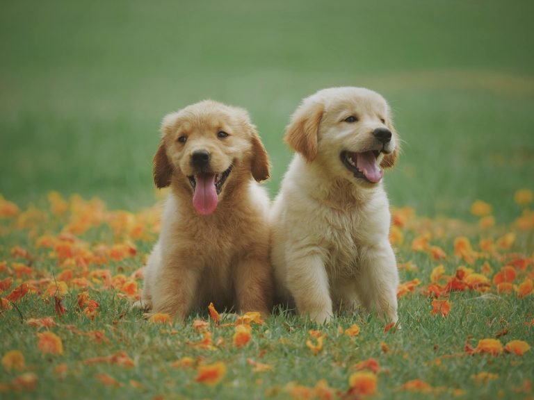 Dia Mundial dos Animais